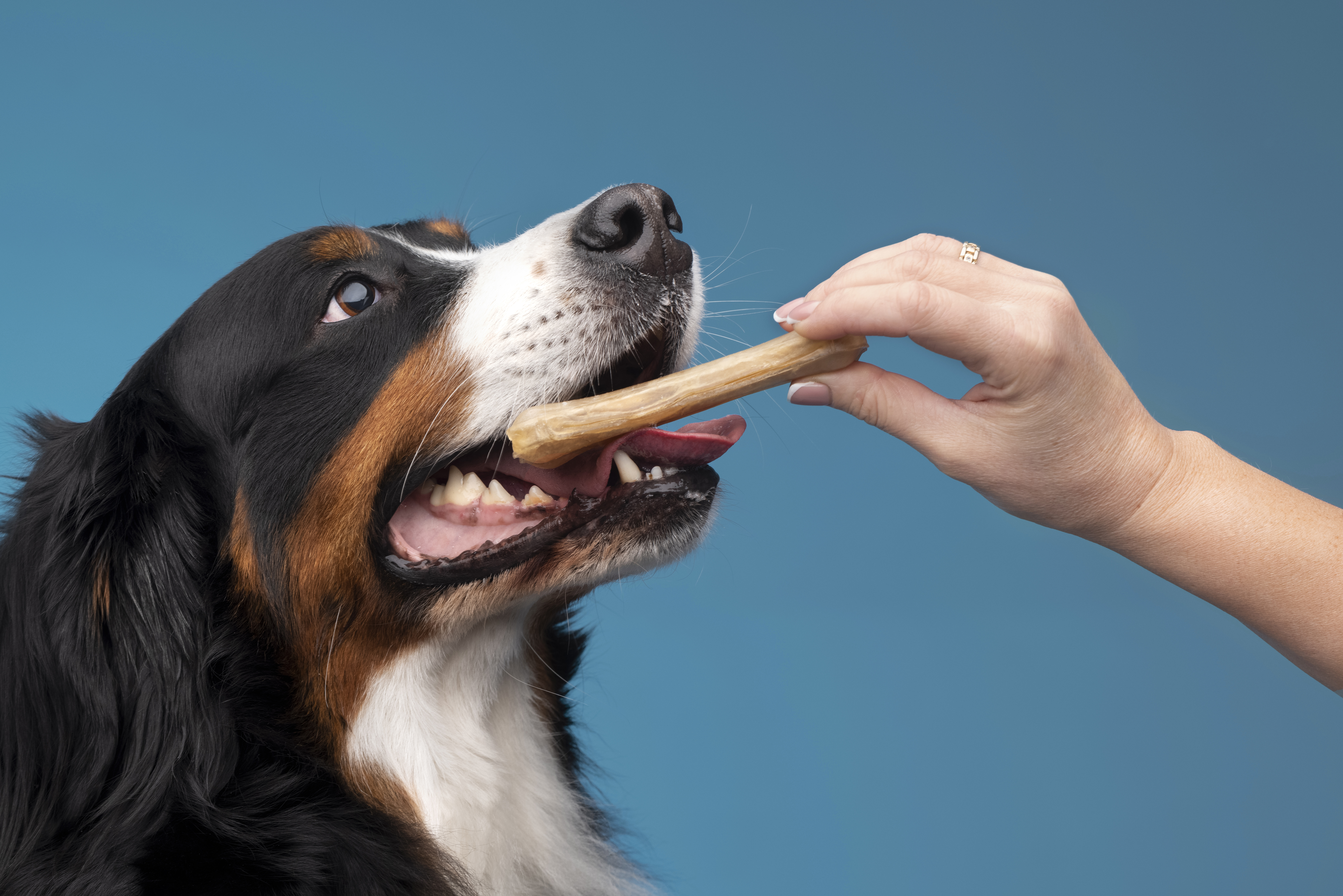 perro negro con blanco y manchas chocolates recibiendo un snack de una persona
