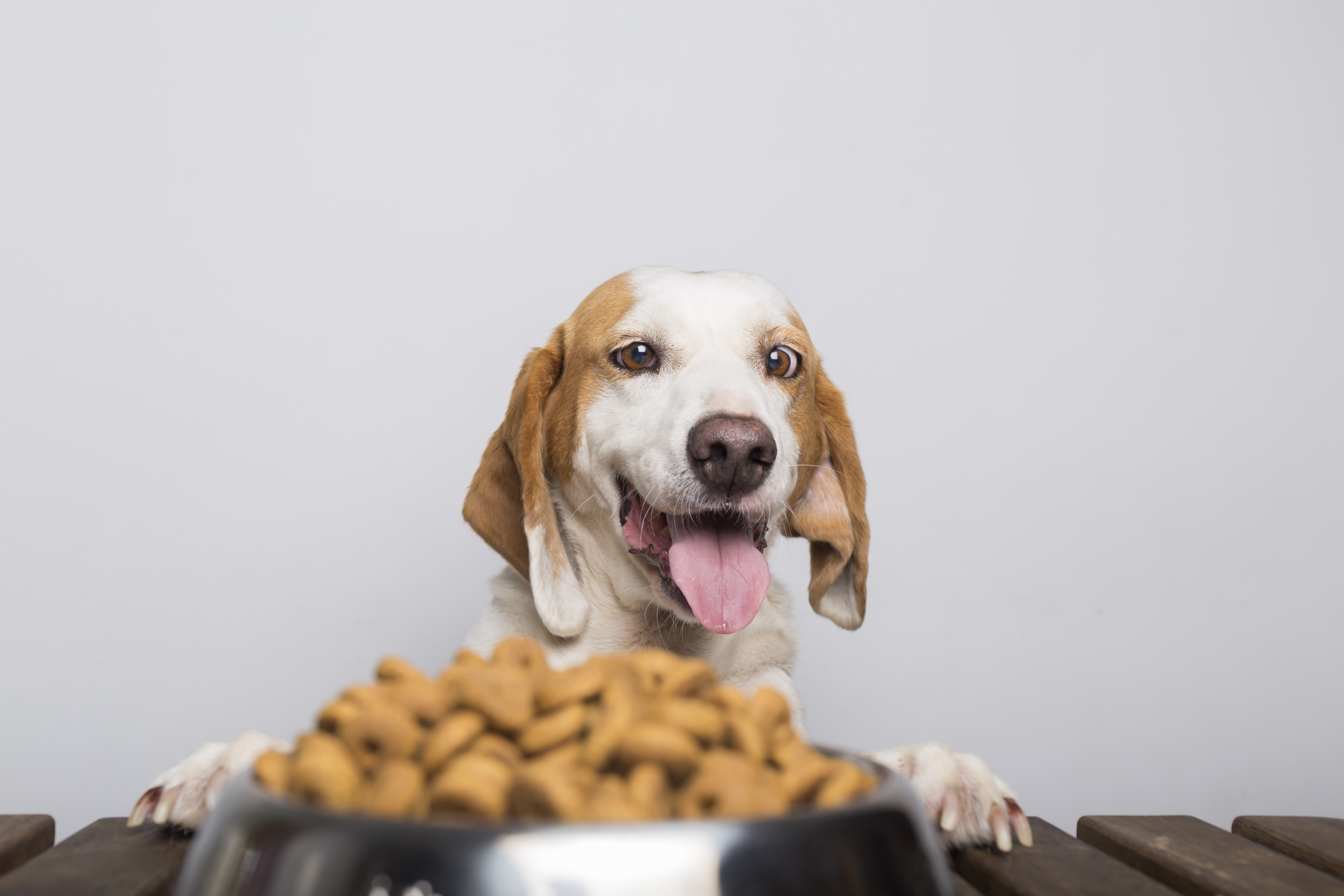 Tipos de alimentación para perros: guía para elegir la mejor opción