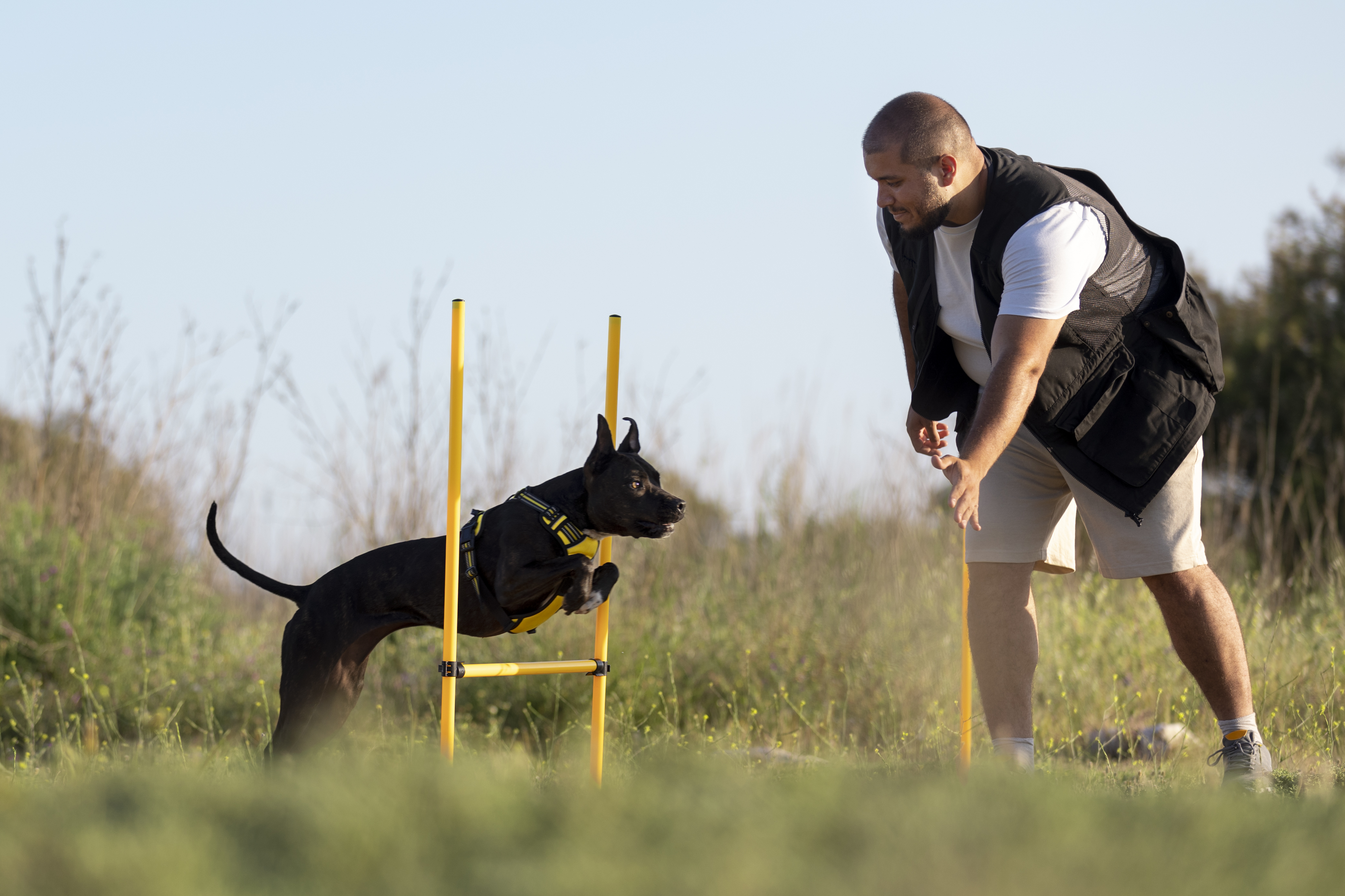 Agility en perros: qué es, para qué sirve y por qué practicarlo
