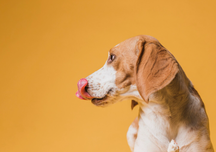 beagle de perfil con lengua afuera